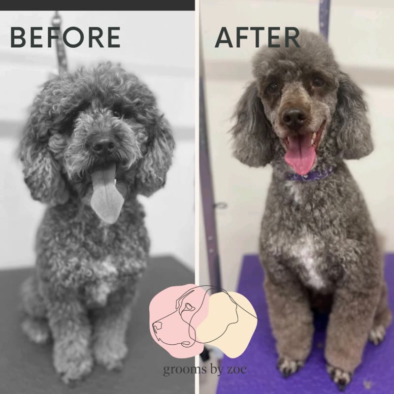 A grey poodle before and after grooming, shaggy on the left and freshly clipped on the right