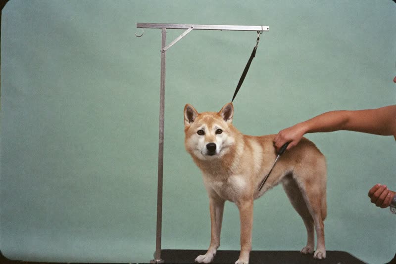 A dog standing on a grooming table being combed