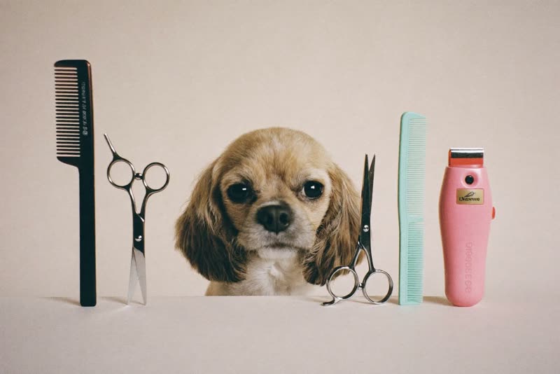 Grooming tools laid out on a pastel surface