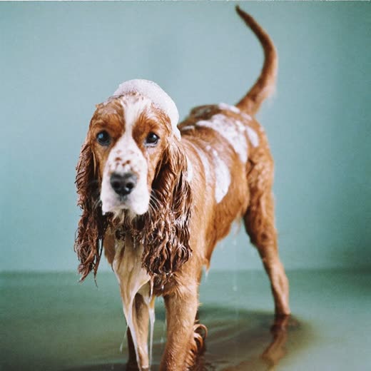 A spaniel mid-bath with suds on its coat