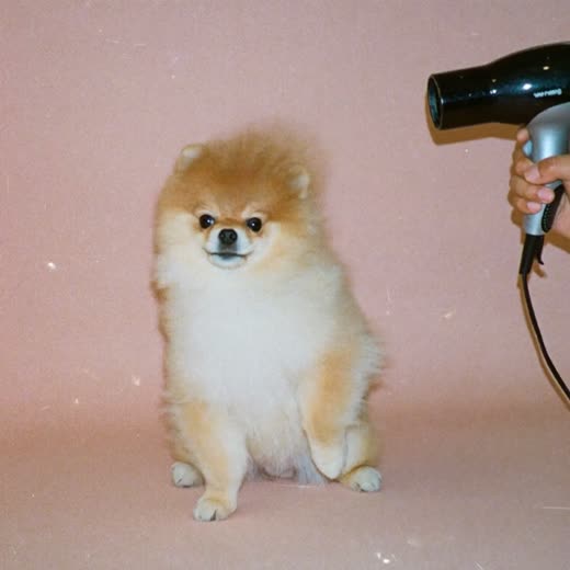A small dog being blow-dried, coat lifted